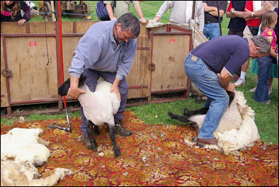 20120529-wool -Sheep_Shearing.jpg